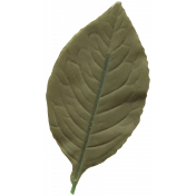 Leaf 013