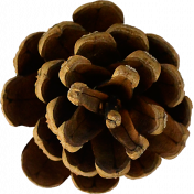 Autumn Pieces- Pinecone