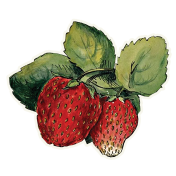 Strawberry Sticker