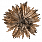 Liwen Flower05