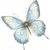 Blue Butterfly