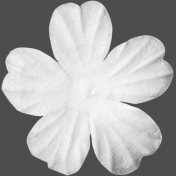 Last Fall White Flower
