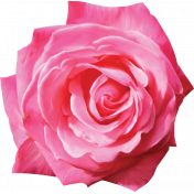 Painted Pink Rose