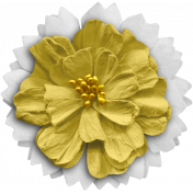 White & Yellow Flower