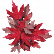 Maple Cluster