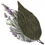 Lavender Leaf (2)