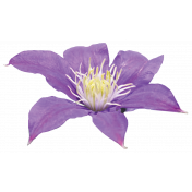 Clematis Flower