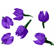 Flower Buds Scatter Purple