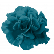 Blue Carnation 1