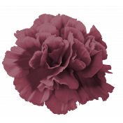 Plum Carnation 1