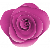 Hot Pink Rose Flower