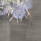 Dried Flowers in the Dark- Blue Thistle