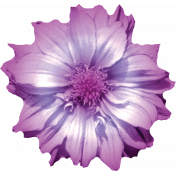 Amethyst Variegated Flower