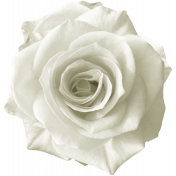 Rebel Rose White Rose