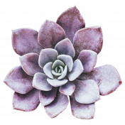 Fresh Start Elements- Succulent 2