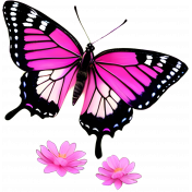 Country Pink Butterfly