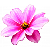 Country Pink Flower