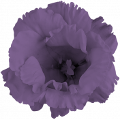 Teddy Bear Picnic- Purple Flower