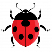 Ladybug 2/4