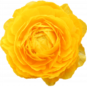 Flower- Yellow 1 Buttercup