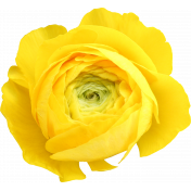 Flower- Yellow 2 Buttercup