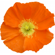 Flower - Orange 1 Poppy