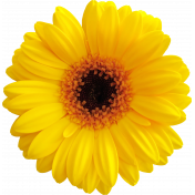 Flower - Yellow 3 Gerbera