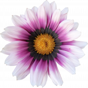 Flower- White and purple 1 Gazania