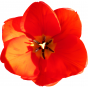 Flower- Red 4 Tulip