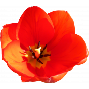 Flower- Red 5 Tulip