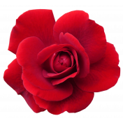 Flower- Red 6 Rose