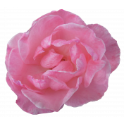 Flower- Pink 2 Rose