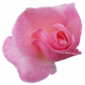 Flower- Pink 4 Rose