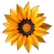 Flower- Yellow 4 Gazania