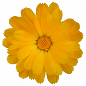 Flower- Yellow 7 Marigold