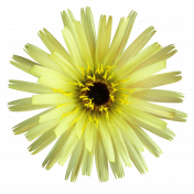 Flower- Yellow 5 Dandelion