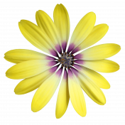 Flower- Yellow 6 Gazania