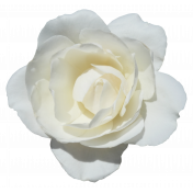 Flower- White 2 Rose