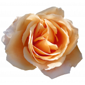 Flower- Orange 4 Rose