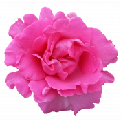 Flower- Pink 6 Rose