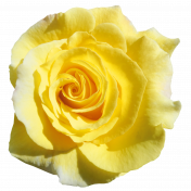 Flower- Yellow 8 Rose