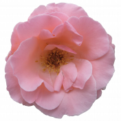 Flowe- Pink 8 Rose