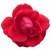Flower- Red 8 Rose