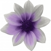 Purple Days Flower 1