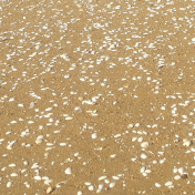 Shells in Golden Sand