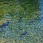 Blue Water Over Stones