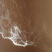 Cobweb