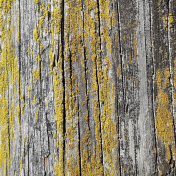 Wooden Post With Lichen