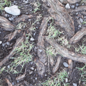 Grass Stones Dirt Roots