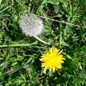 Dandylion Puff